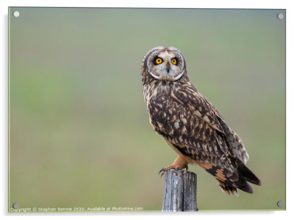 Short eared owl bird of prey Acrylic by Stephen Rennie