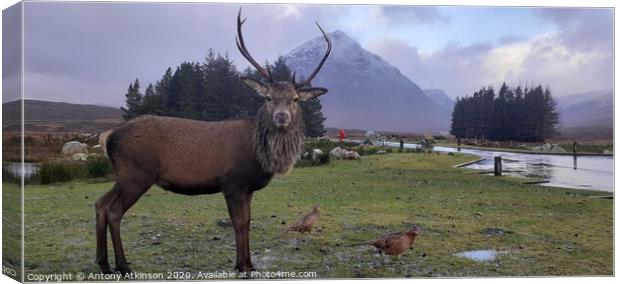Red Deer Stag at Glencoe im the Scottish Highlands Canvas Print by Antony Atkinson