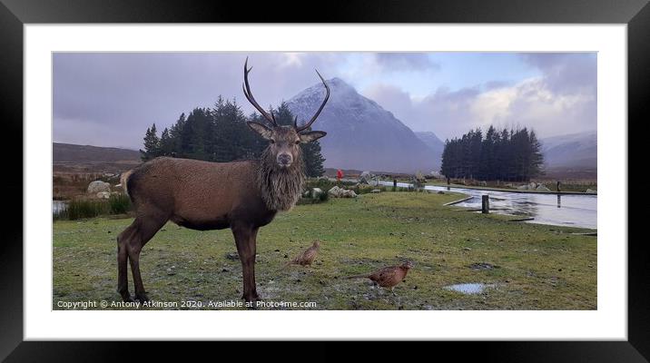 Red Deer Stag at Glencoe im the Scottish Highlands Framed Mounted Print by Antony Atkinson