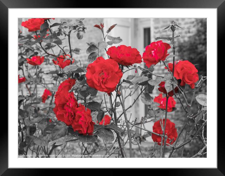 a group of red blooming roses Framed Mounted Print by daniele mattioda