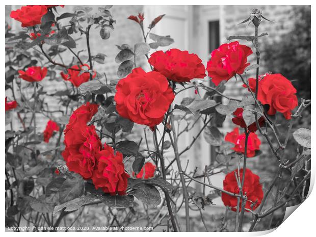 a group of red blooming roses Print by daniele mattioda