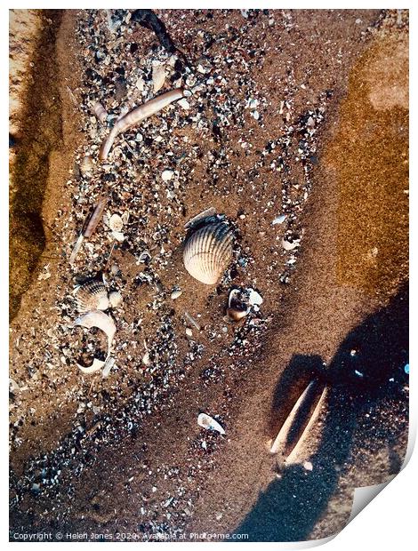 Shell Fragments in Sand  Print by Helen Jones