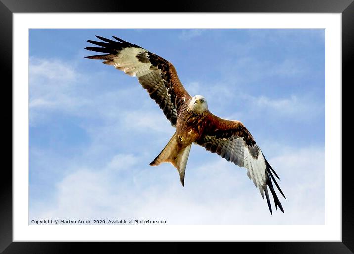 Soaring Red Kite in flight Framed Mounted Print by Martyn Arnold
