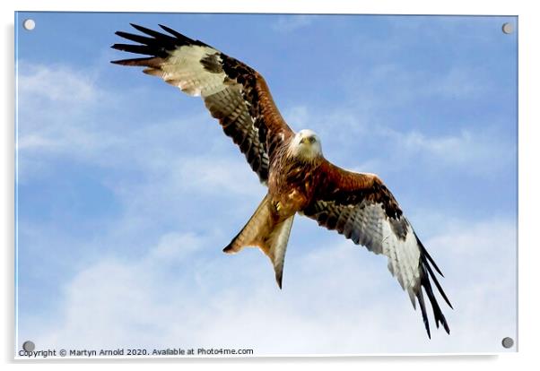 Soaring Red Kite in flight Acrylic by Martyn Arnold