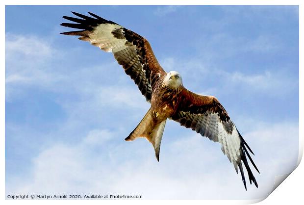 Soaring Red Kite in flight Print by Martyn Arnold