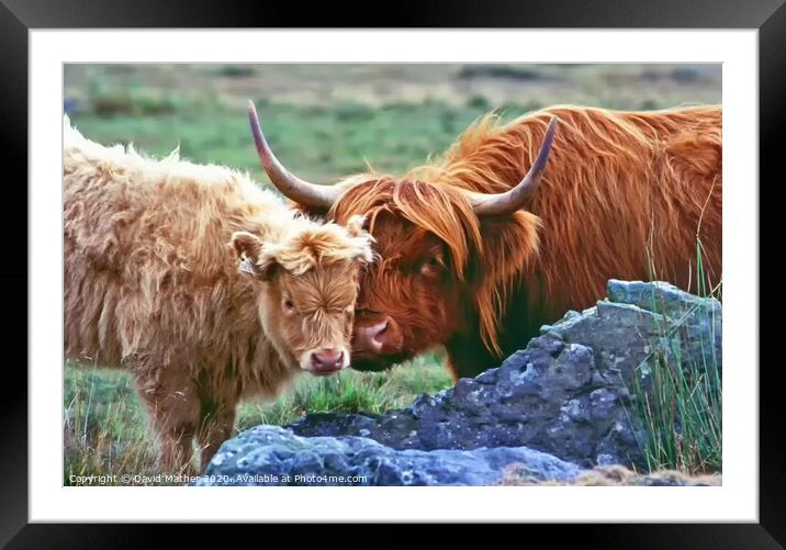 Highland Cow and Calf Framed Mounted Print by David Mather