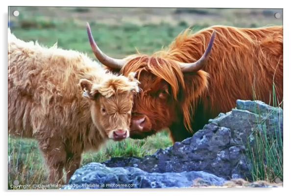 Highland Cow and Calf Acrylic by David Mather