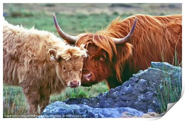 Highland Cow and Calf Print by David Mather
