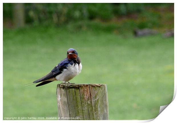 Swallow on a Wooden Post Print by john hartley