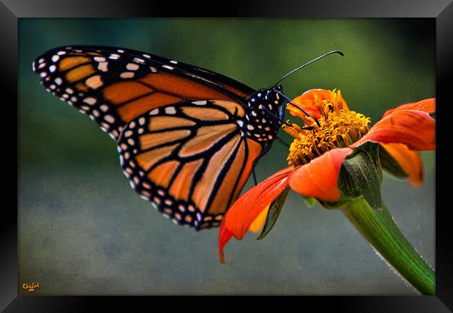 Monarch Butterfly Framed Print by Chris Lord