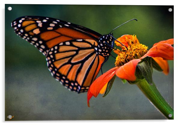 Monarch Butterfly Acrylic by Chris Lord