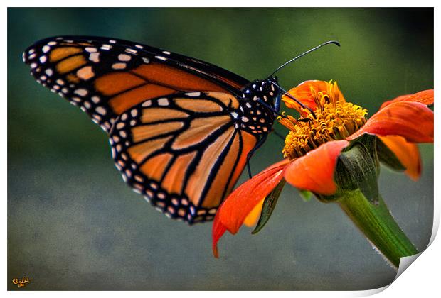 Monarch Butterfly Print by Chris Lord