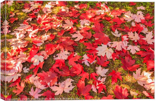 chromatic magic of the autumn Canvas Print by daniele mattioda