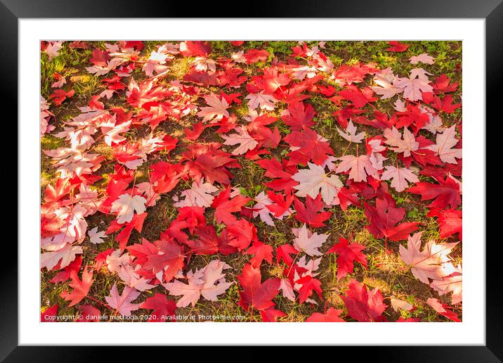 chromatic magic of the autumn Framed Mounted Print by daniele mattioda