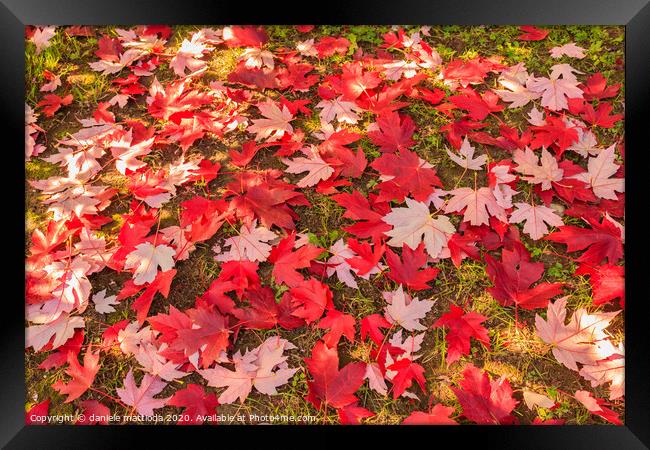 chromatic magic of the autumn Framed Print by daniele mattioda