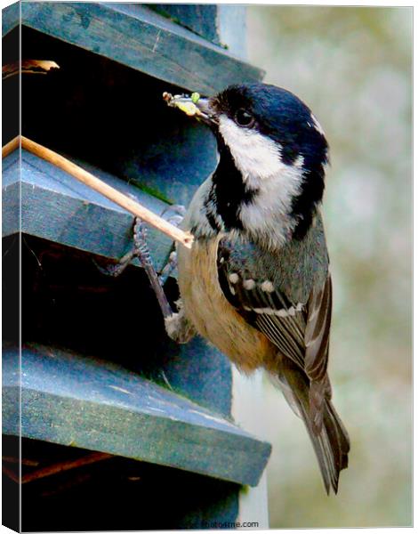 Coal Tit feeding its young Canvas Print by john hartley