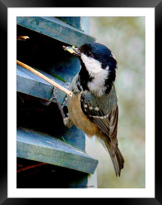 Coal Tit feeding its young Framed Mounted Print by john hartley