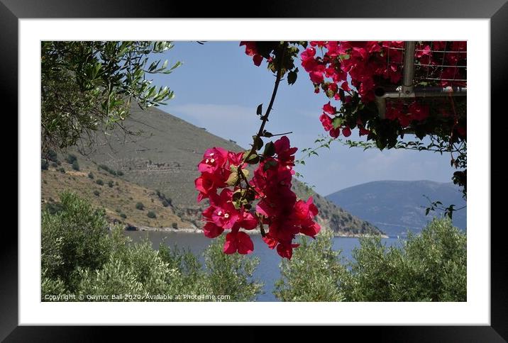 Bougainvillea, harbour of Agia Efimia Framed Mounted Print by Gaynor Ball