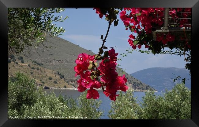 Bougainvillea, harbour of Agia Efimia Framed Print by Gaynor Ball