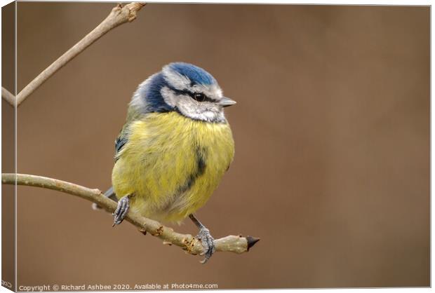 Blue tit sat on a branch Canvas Print by Richard Ashbee