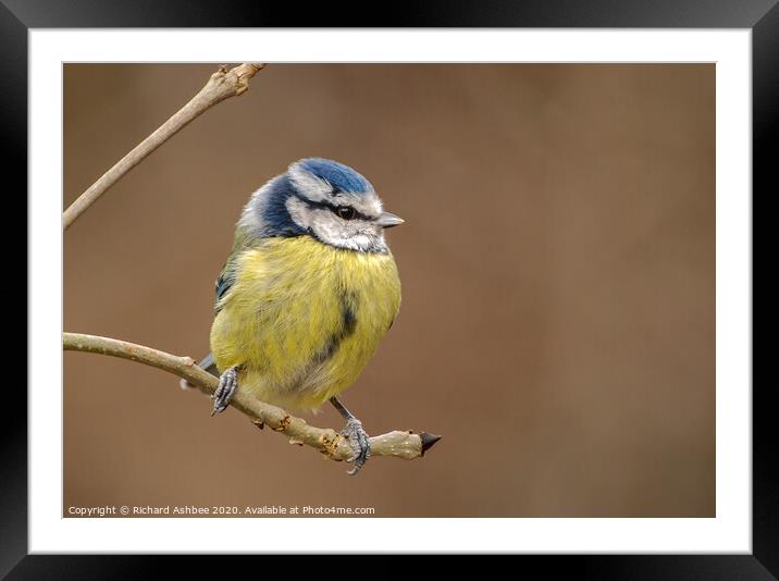 Blue tit sat on a branch Framed Mounted Print by Richard Ashbee