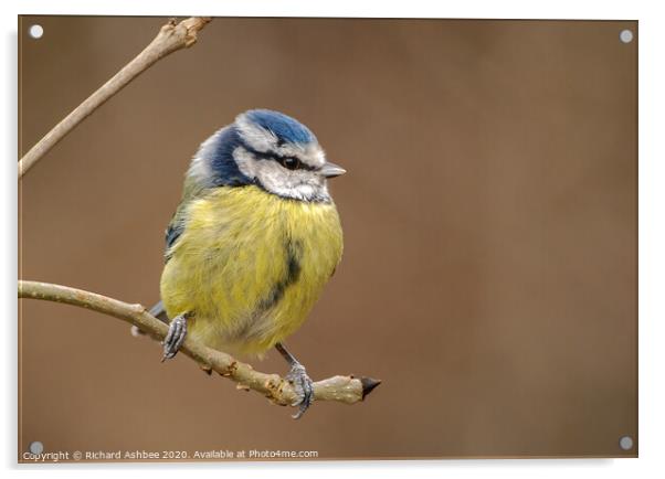 Blue tit sat on a branch Acrylic by Richard Ashbee