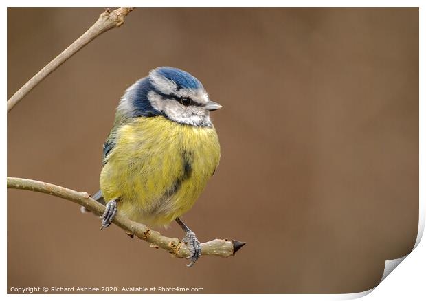 Blue tit sat on a branch Print by Richard Ashbee