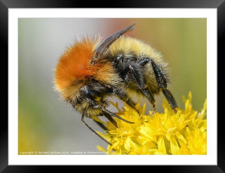 Shetland Bumblebee Framed Mounted Print by Richard Ashbee