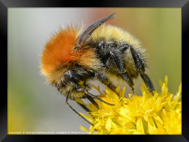 Shetland Bumblebee Framed Print by Richard Ashbee