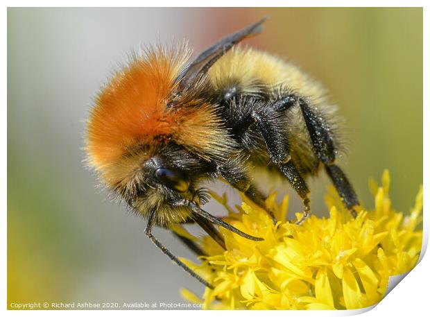 Shetland Bumblebee Print by Richard Ashbee