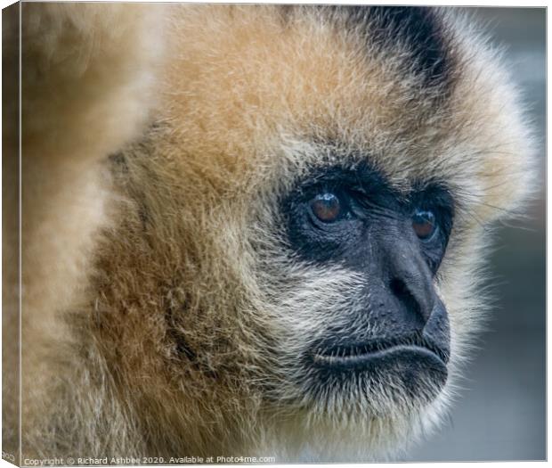 Golden Gibbon at Twycross Zoo Canvas Print by Richard Ashbee