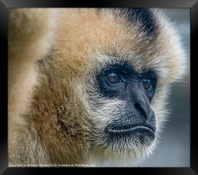 Golden Gibbon at Twycross Zoo Framed Print by Richard Ashbee