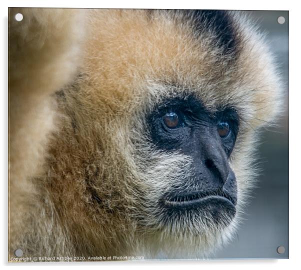 Golden Gibbon at Twycross Zoo Acrylic by Richard Ashbee
