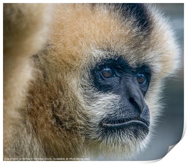 Golden Gibbon at Twycross Zoo Print by Richard Ashbee
