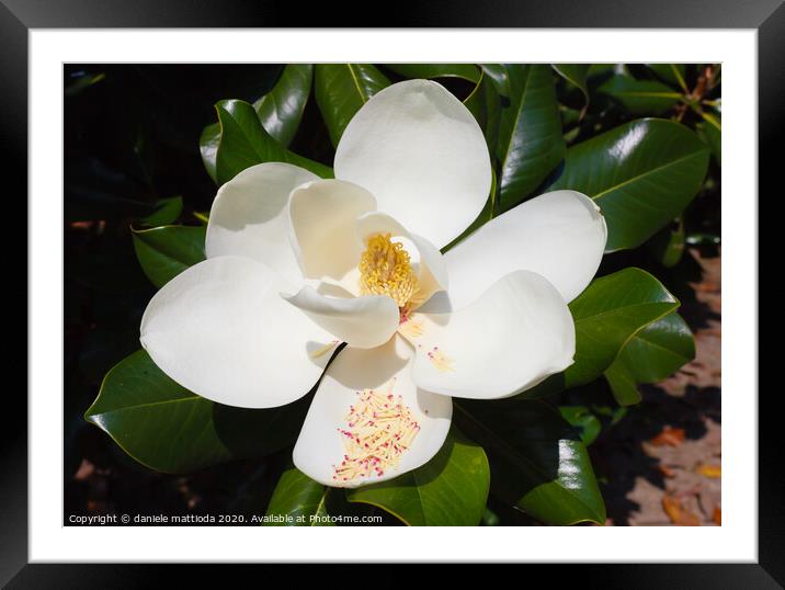 close-up of white flower of magnolia grandiflora Framed Mounted Print by daniele mattioda
