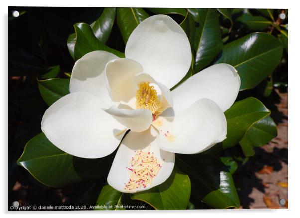 close-up of white flower of magnolia grandiflora Acrylic by daniele mattioda