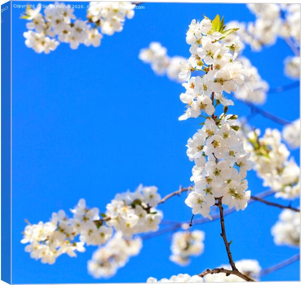 A branch of a blooming apple-tree blossoming against the background of other branches and the blue sky in blur. Canvas Print by Sergii Petruk
