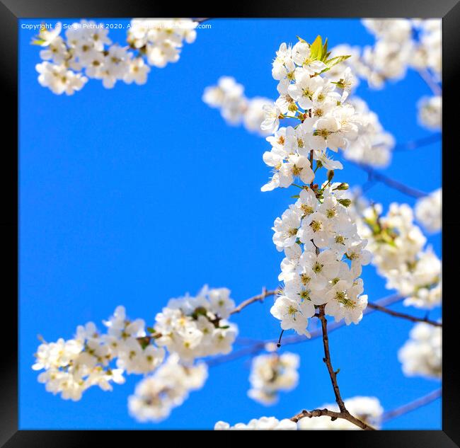 A branch of a blooming apple-tree blossoming against the background of other branches and the blue sky in blur. Framed Print by Sergii Petruk