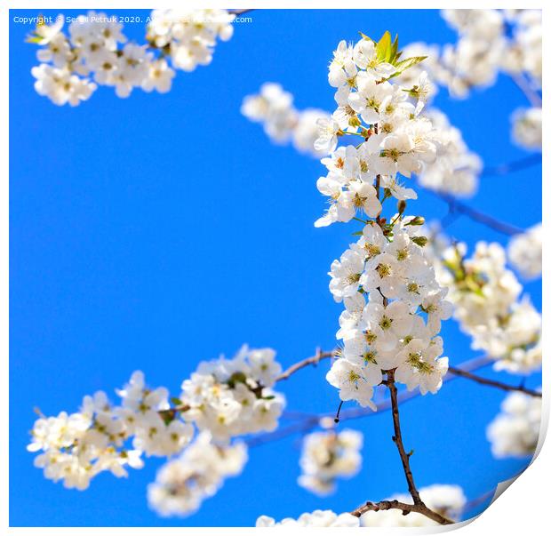A branch of a blooming apple-tree blossoming against the background of other branches and the blue sky in blur. Print by Sergii Petruk
