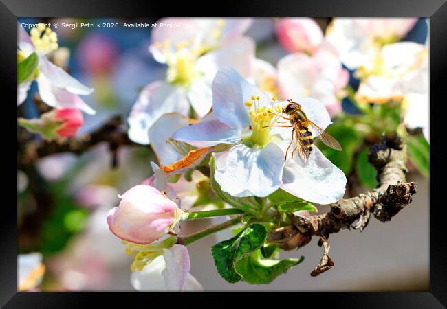 A fly that looks like a bee sits on a flower of an apple tree and eats pollen. Framed Print by Sergii Petruk
