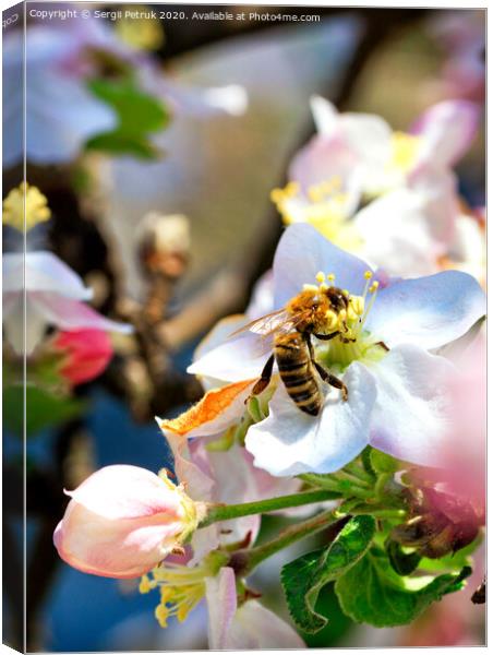 A bee is working hard collecting nectar and pollen from an apple tree flower. Canvas Print by Sergii Petruk