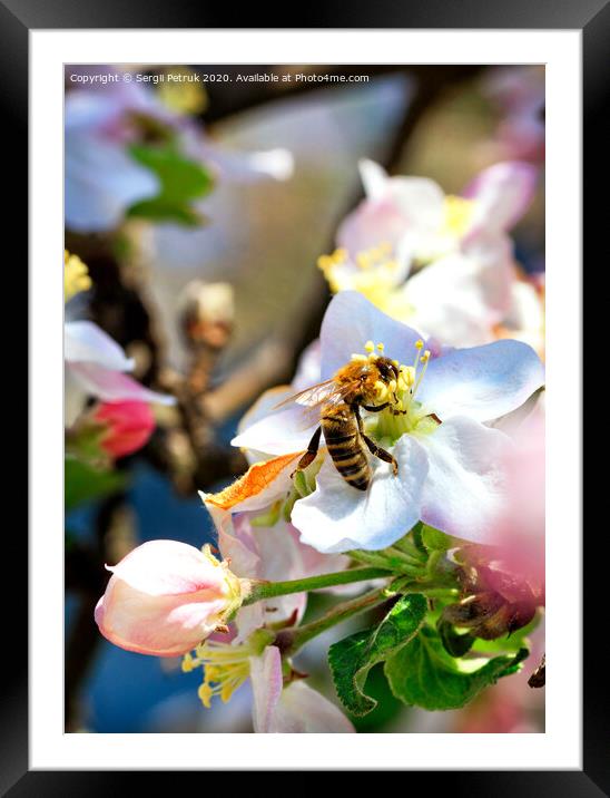 A bee is working hard collecting nectar and pollen from an apple tree flower. Framed Mounted Print by Sergii Petruk