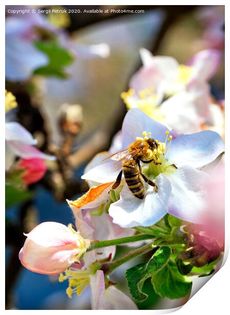 A bee is working hard collecting nectar and pollen from an apple tree flower. Print by Sergii Petruk