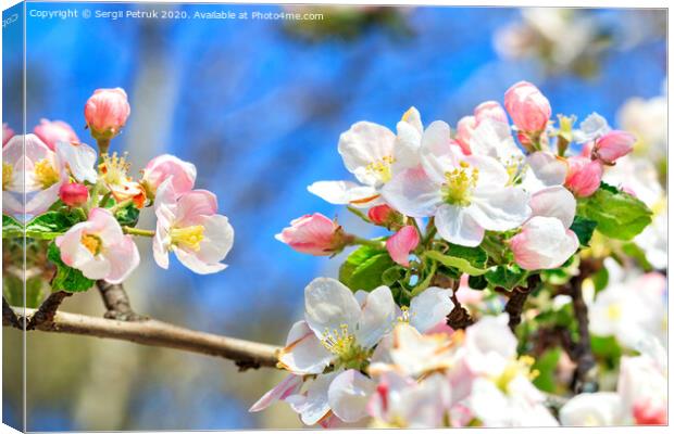Snow-white and bright pink petals of blooming apple trees close-up on a background of blue sky. Canvas Print by Sergii Petruk