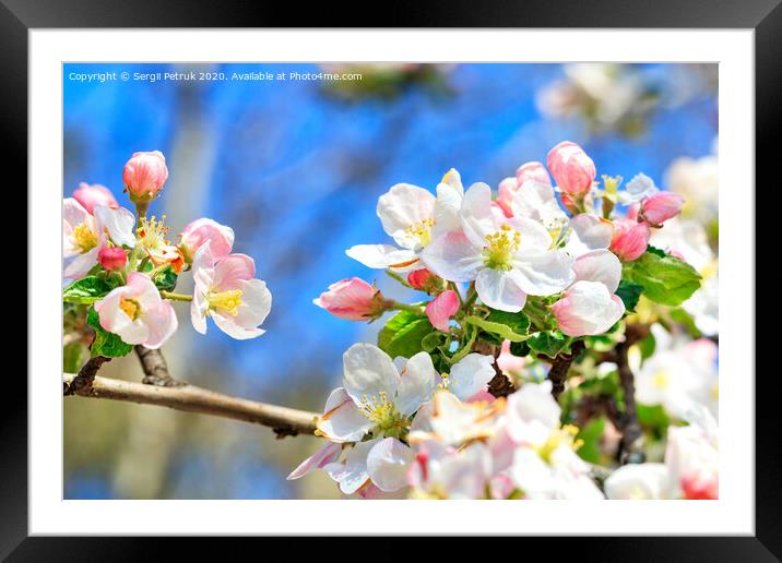 Snow-white and bright pink petals of blooming apple trees close-up on a background of blue sky. Framed Mounted Print by Sergii Petruk