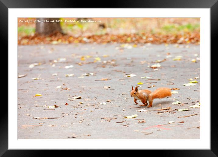 An orange squirrel with a magnificent fluffy tail prepares to jump for a treat. Framed Mounted Print by Sergii Petruk