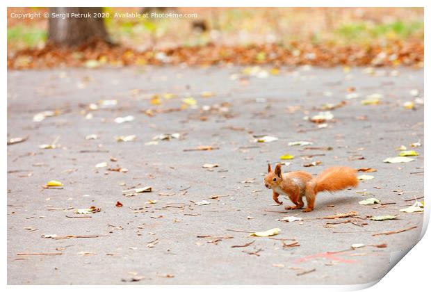An orange squirrel with a magnificent fluffy tail prepares to jump for a treat. Print by Sergii Petruk