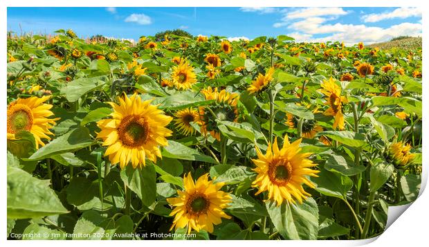 Sunflowers Print by jim Hamilton