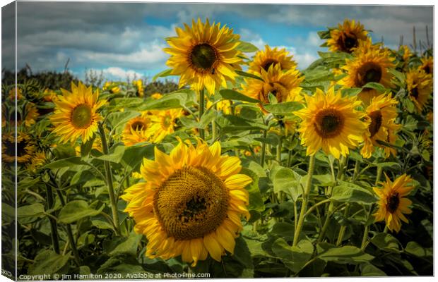 Radiant Sunflowers Canvas Print by jim Hamilton