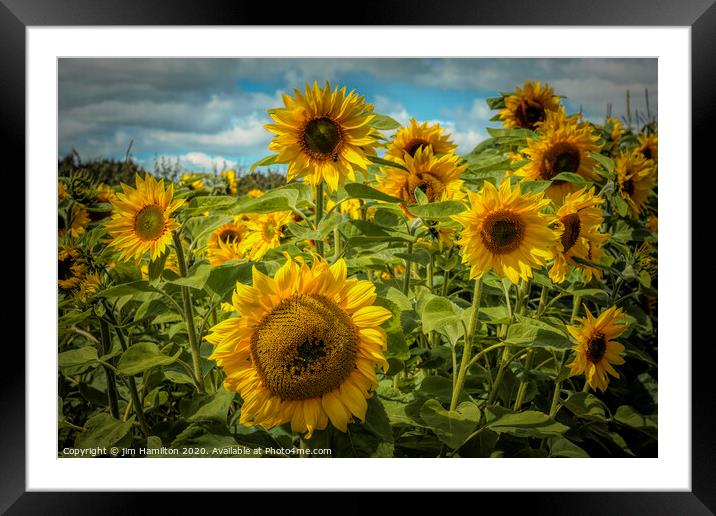 Radiant Sunflowers Framed Mounted Print by jim Hamilton